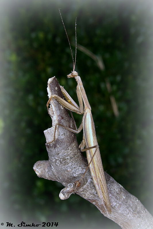 modlivka zelená - samec  Mantis religiosa