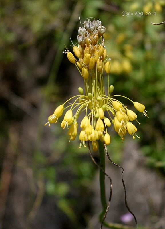 cesnak žltý Allium flavum L.