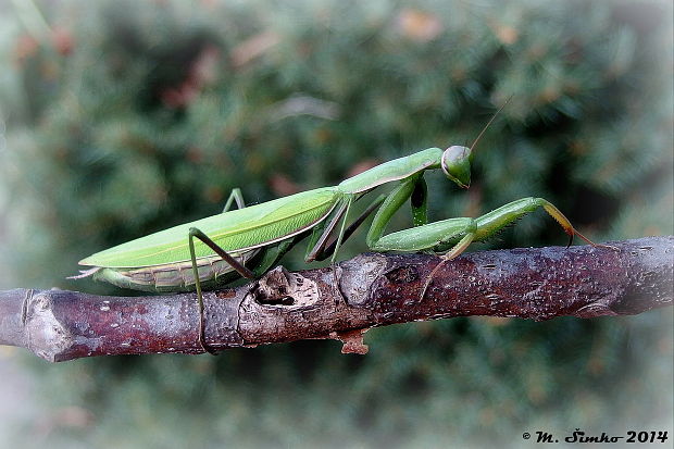 modlivka zelená - samica Mantis religiosa