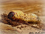 nosorožtek obyčajný - larva
