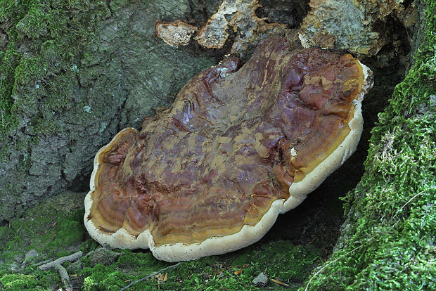 lesklokôrovka Pfeifferova Ganoderma pfeifferi Bres.