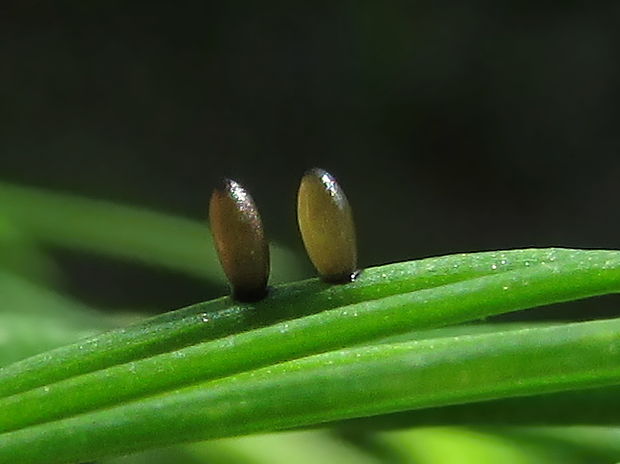 chřestovníček obecný Crioceris asparagi
