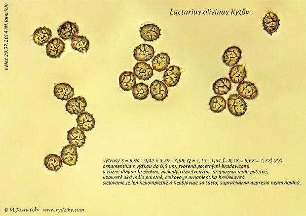 rýdzik šupinatý Lactarius olivinus Kytöv.