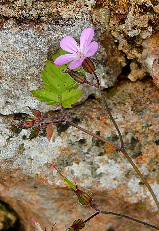 pakost smradľavý Geranium robertianum L.