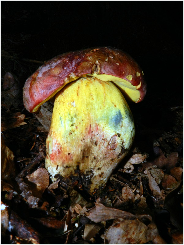 hríb nádherný Butyriboletus fuscoroseus (Smotl.) Vizzini & Gelardi