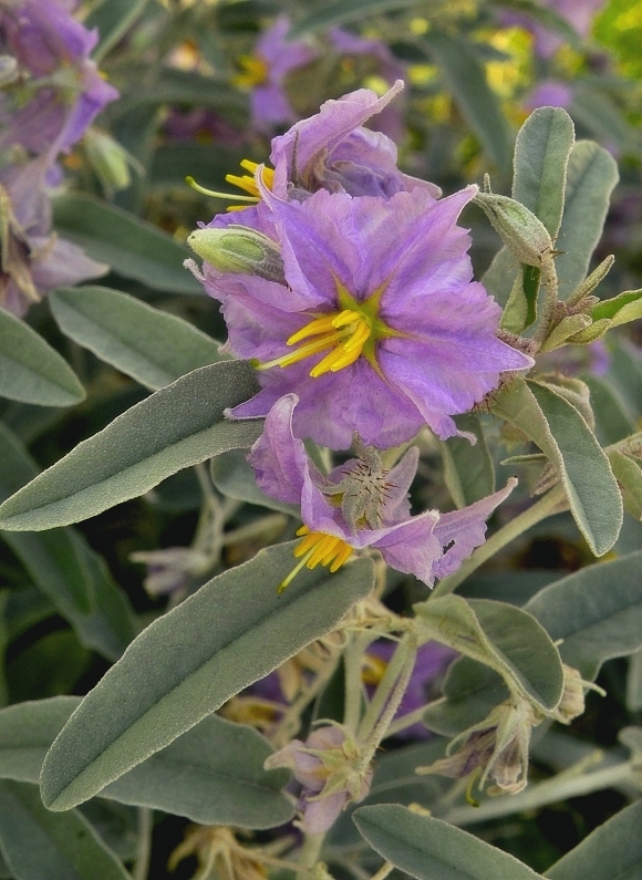 ľulok Solanum elaeagnifolium Lindl.