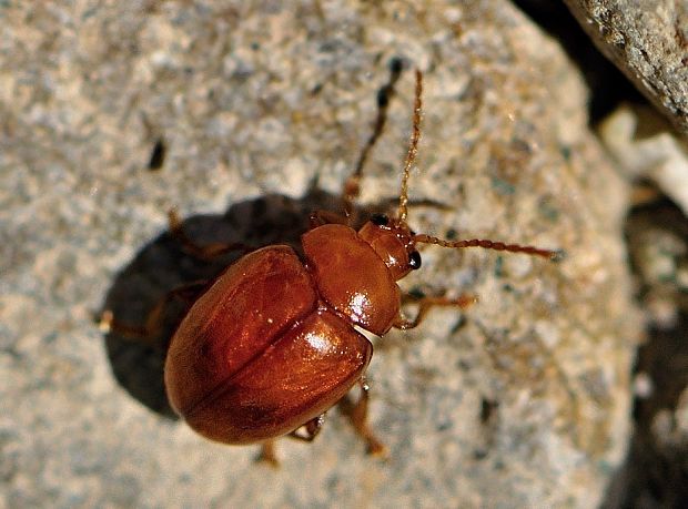 liskavka Sphaeroderma testaceum