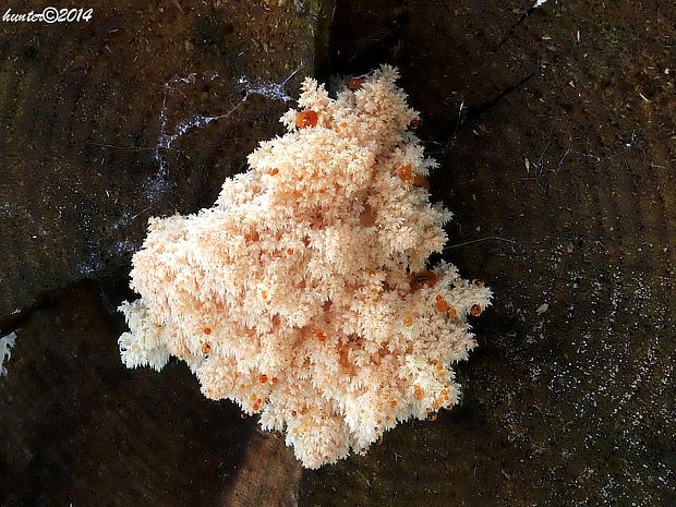 koralovec jedľový Hericium alpestre Pers.
