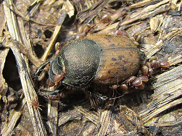 vruboun Onthophagus coenobita