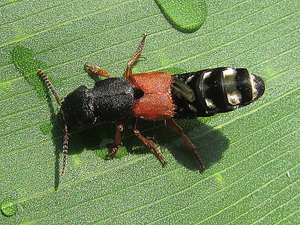 drabčík Platydracus stercorarius