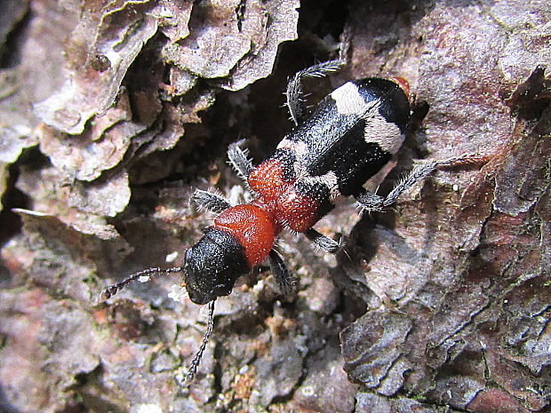 pestrokrovečník mravenčí Thanasimus formicarius