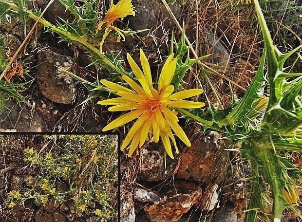bodliak stredozemný Scolymus hispanicus L.