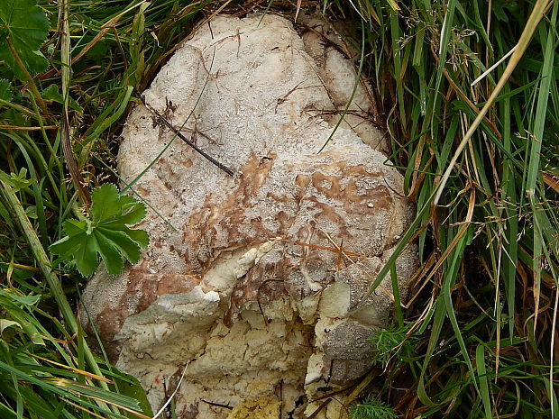 rozpadavec Lycoperdon excipuliforme (Scop.) Pers.