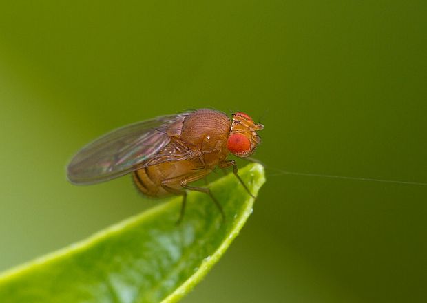 drozofila Drosophila phalerata