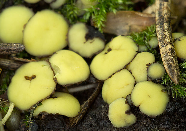 šošovka žltá Podophacidium xanthomelum (Pers.) Kavina
