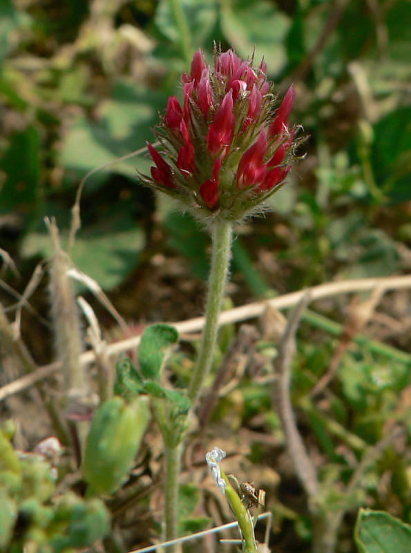 ďatelina purpurová Trifolium incarnatum L.