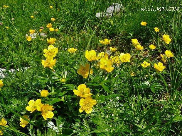 iskerník pahorský Ranunculus pseudomontanus Schur
