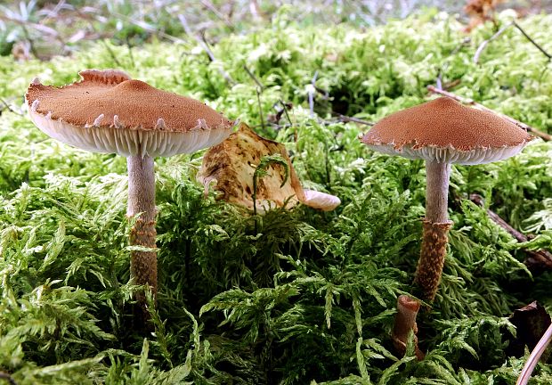 zrnivka okrová Cystoderma amianthinum (Scop.) Fayod