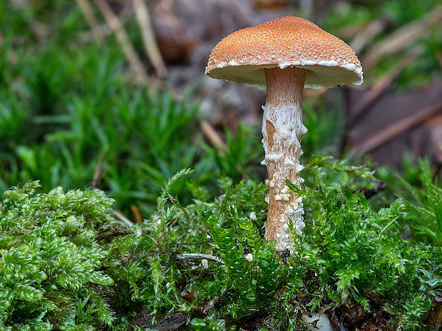 zrnivka Cystoderma sp.