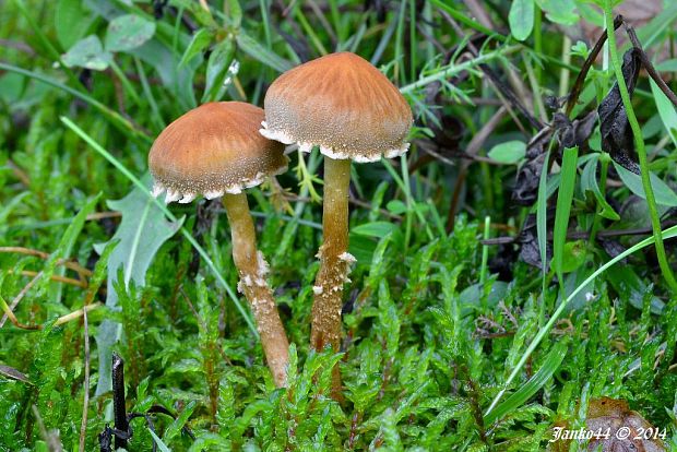 zrnivka okrová Cystoderma amianthinum (Scop.) Fayod