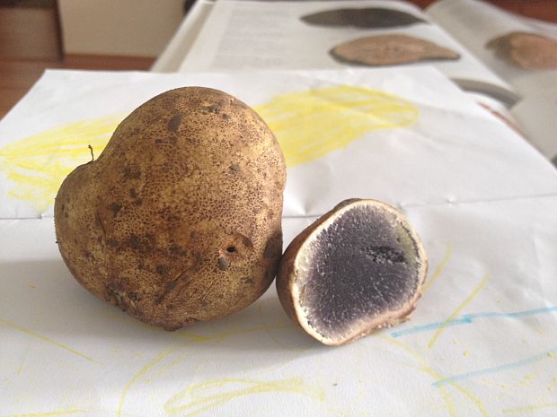 pestrec Scleroderma sp.