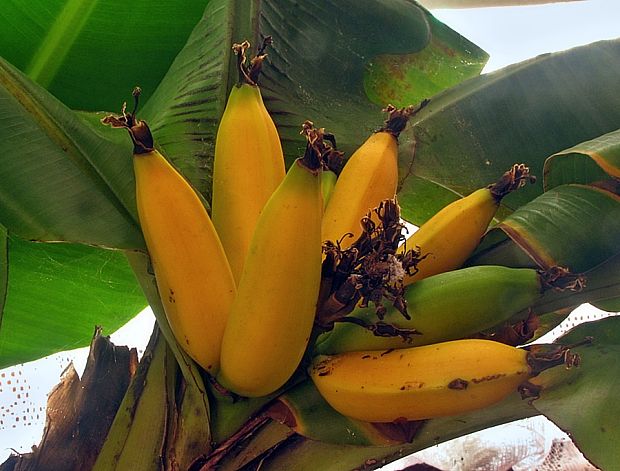 banánovník Musa