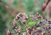 kobylka bielopása