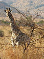 žirafa juhoafrická juhoafrická
