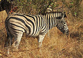 zebra kvaga ňaskomozambická