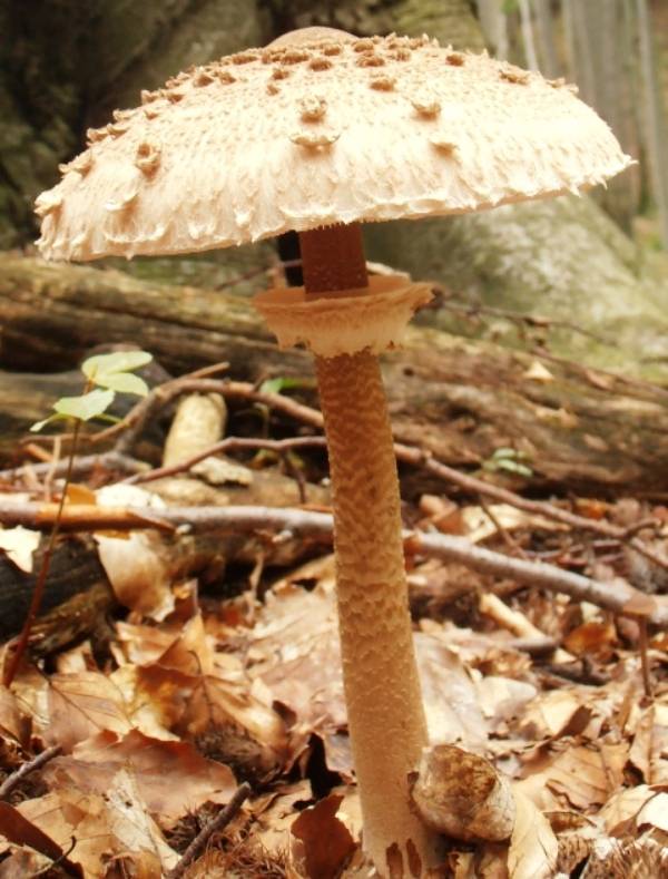 bedľa vysoká Macrolepiota procera (Scop.) Singer