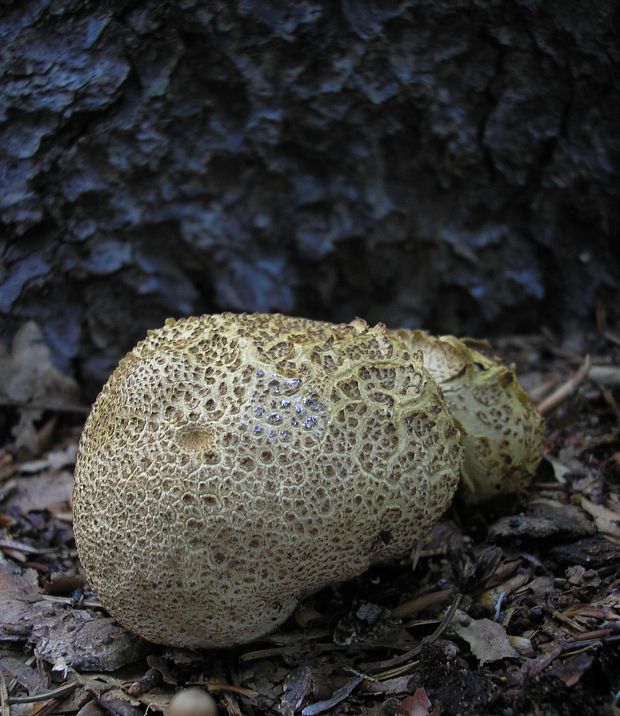 pestrec Scleroderma sp.