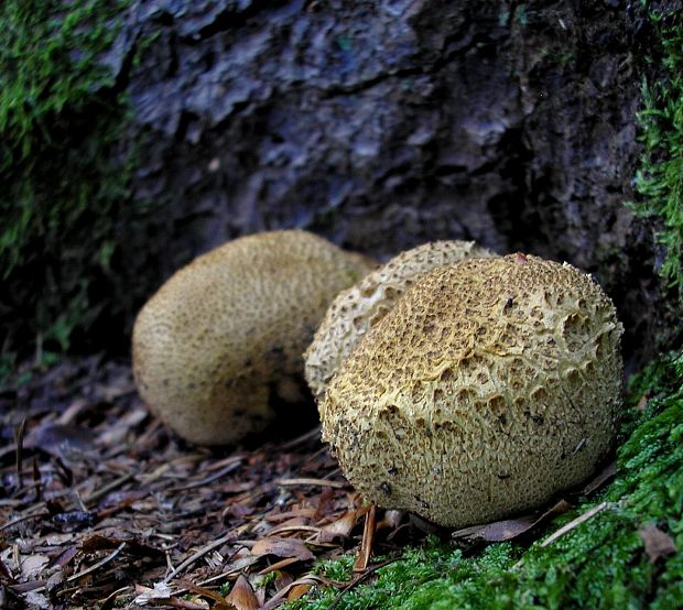 pestrec Scleroderma sp.