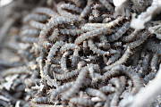 larvy múch Bibionidae