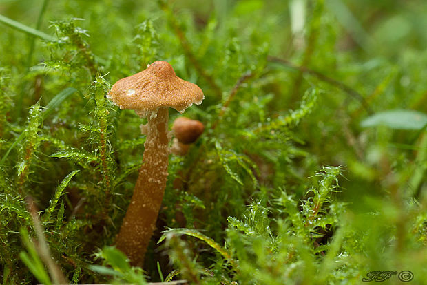 zrnivka okrová Cystoderma amianthinum (Scop.) Fayod