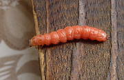 larva pílovky