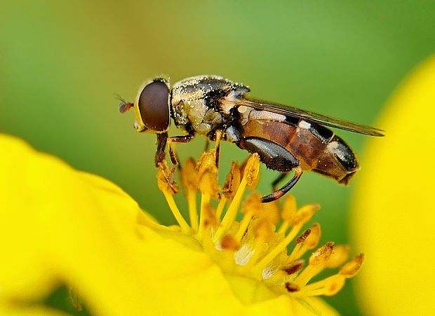 pestrica pískľavá Syritta pipiens