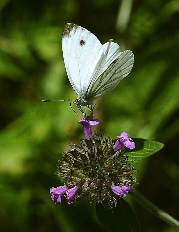 mlynárik repkový Pieris napi