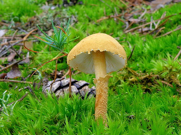 zrnivka okrová Cystoderma amianthinum (Scop.) Fayod