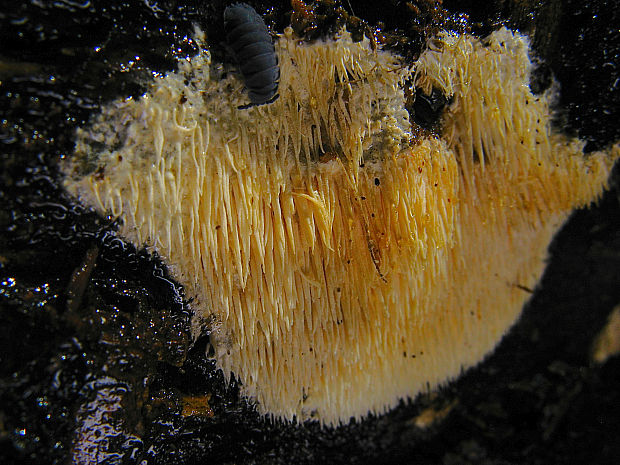zubáčik krehký Dentipellis fragilis (Pers.) Donk