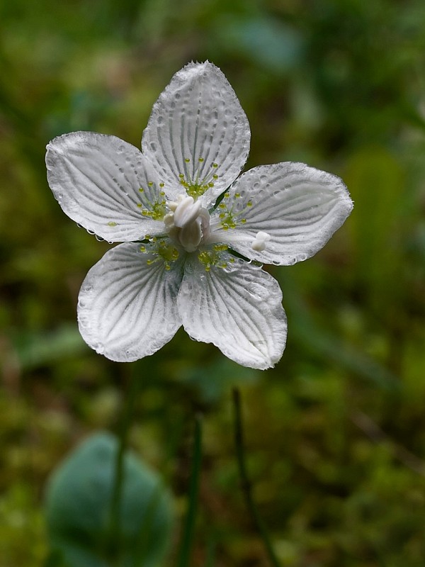 bielokvet močiarny Parnassia palustris L.