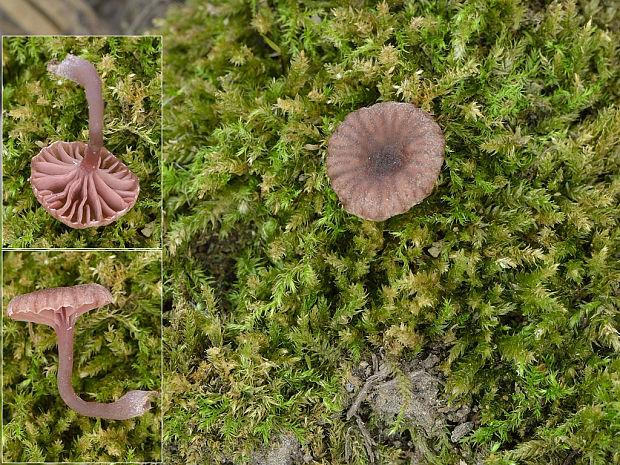kalichovka Arrhenia cf. rustica (Fr.) Redhead, Lutzoni, Moncalvo & Vilgalys