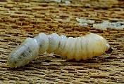 larva fuzáča