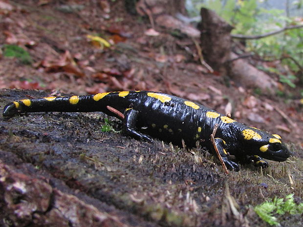 mlok skvrnitý Salamandra salamandra