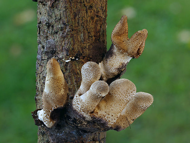 prášnica hruškovitá Lycoperdon pyriforme Schaeff.