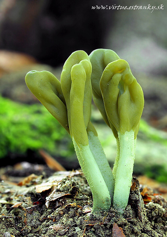 drobnojazýček zelený Microglossum viride (Pers.) Gillet