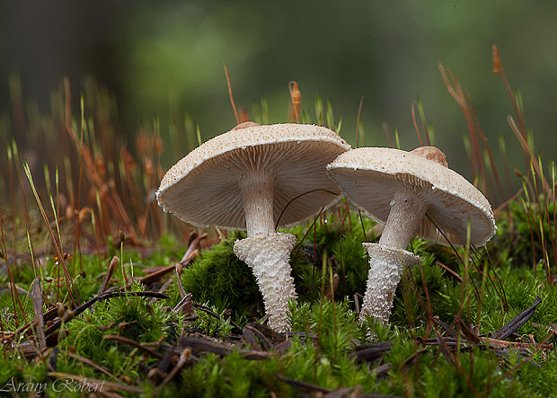 zrnivka páchnuca Cystoderma carcharias (Pers.) Fayod