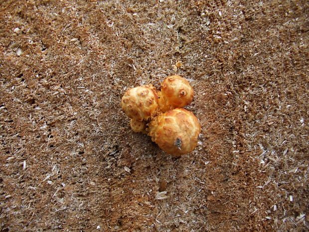 šupinovka Pholiota sp.
