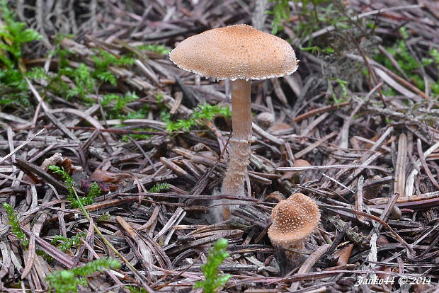 zrnivka okrová Cystoderma amianthinum (Scop.) Fayod