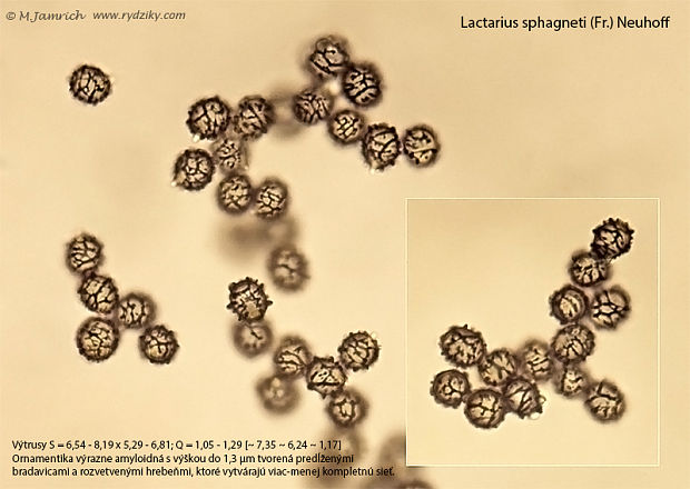 rýdzik rašelinníkový Lactarius sphagneti (Fr.) Neuhoff
