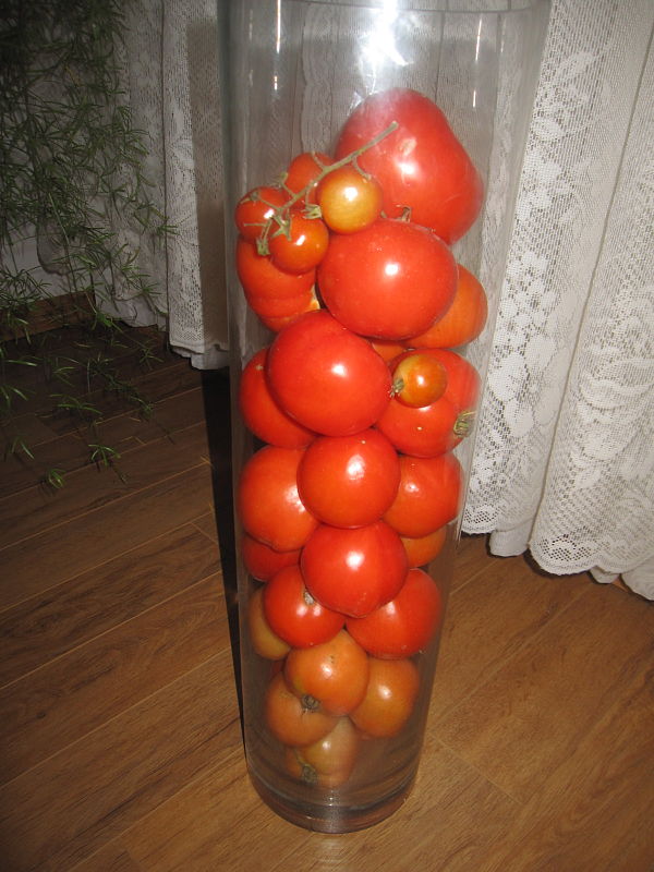 dozrievanie paradajok